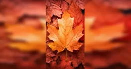 عکس کلوزآپ از یک برگ پاییزی